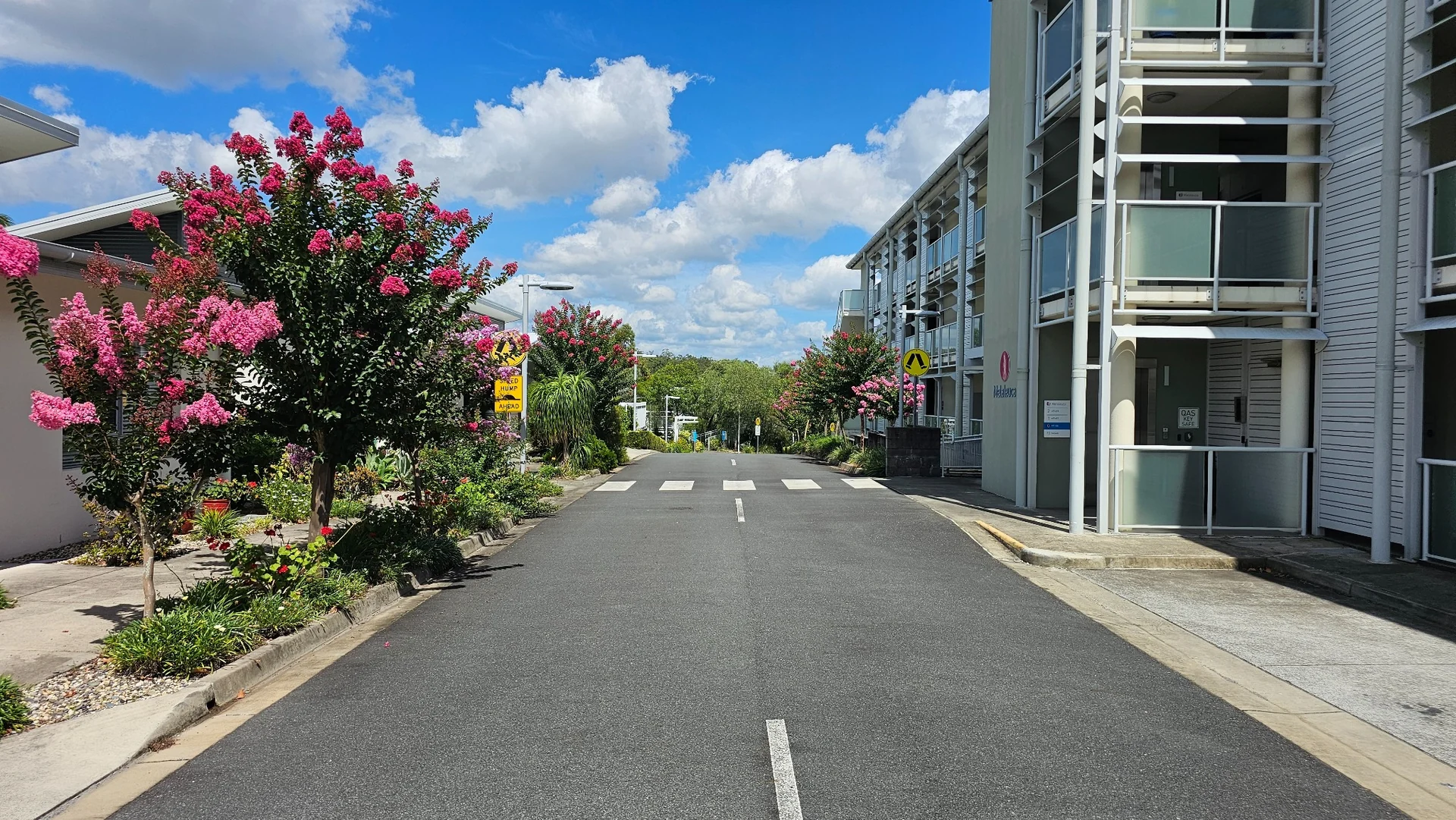 Flowering pink trees and maintained garden beds along a village street