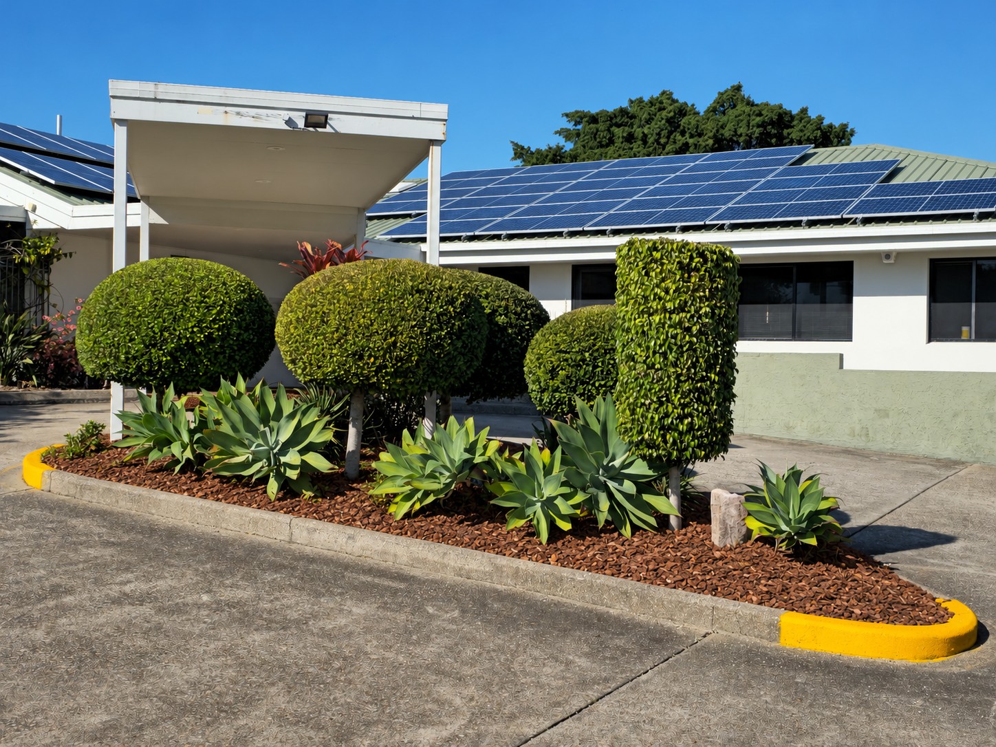 Shaped topiary and agaves in a neatly mulched village garden bed